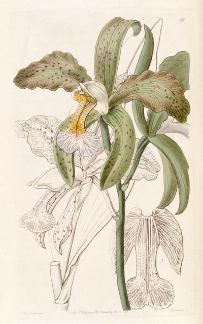 Cattleya granulosa - Miss Drake